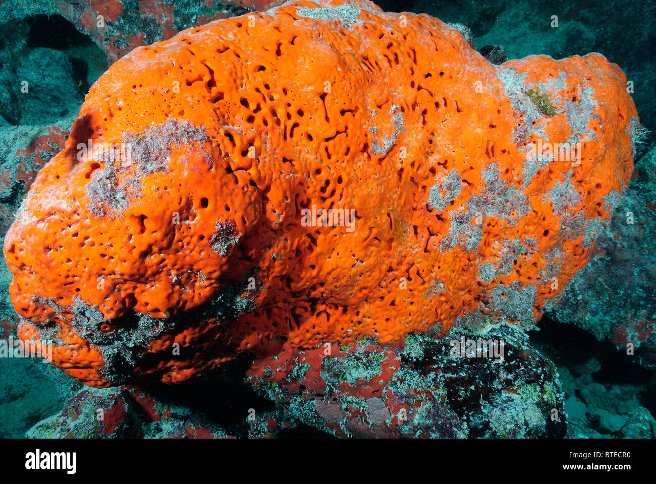 Orange elephant ear sponge off Key Largo coast, Florida, USA Stock