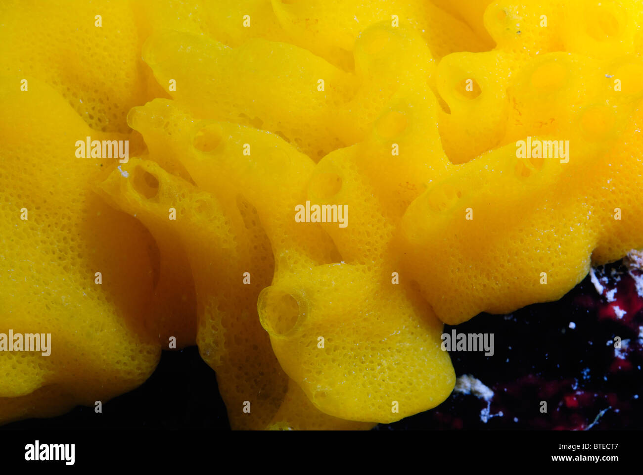 Calcareous sponge hires stock photography and images Alamy