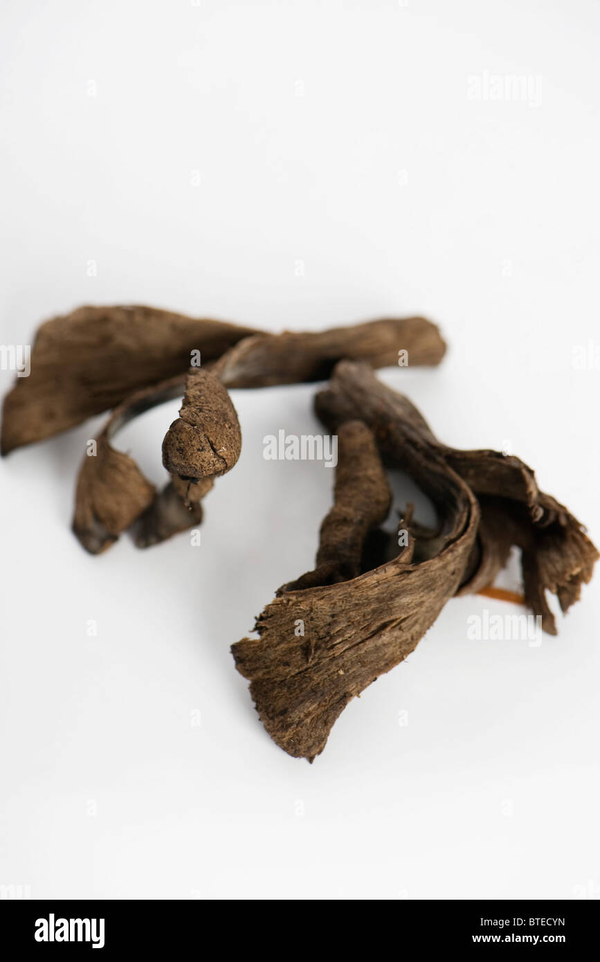 Trumpet of death mushrooms (Craterellus cornucopioides Stock Photo Alamy