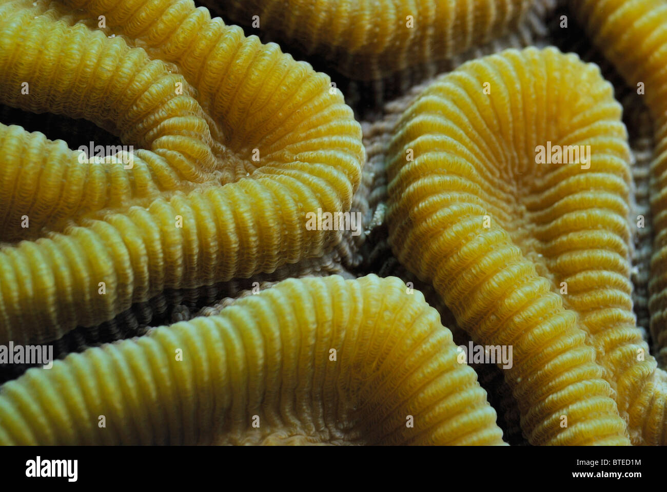 Brain coral scientific name hires stock photography and images Alamy