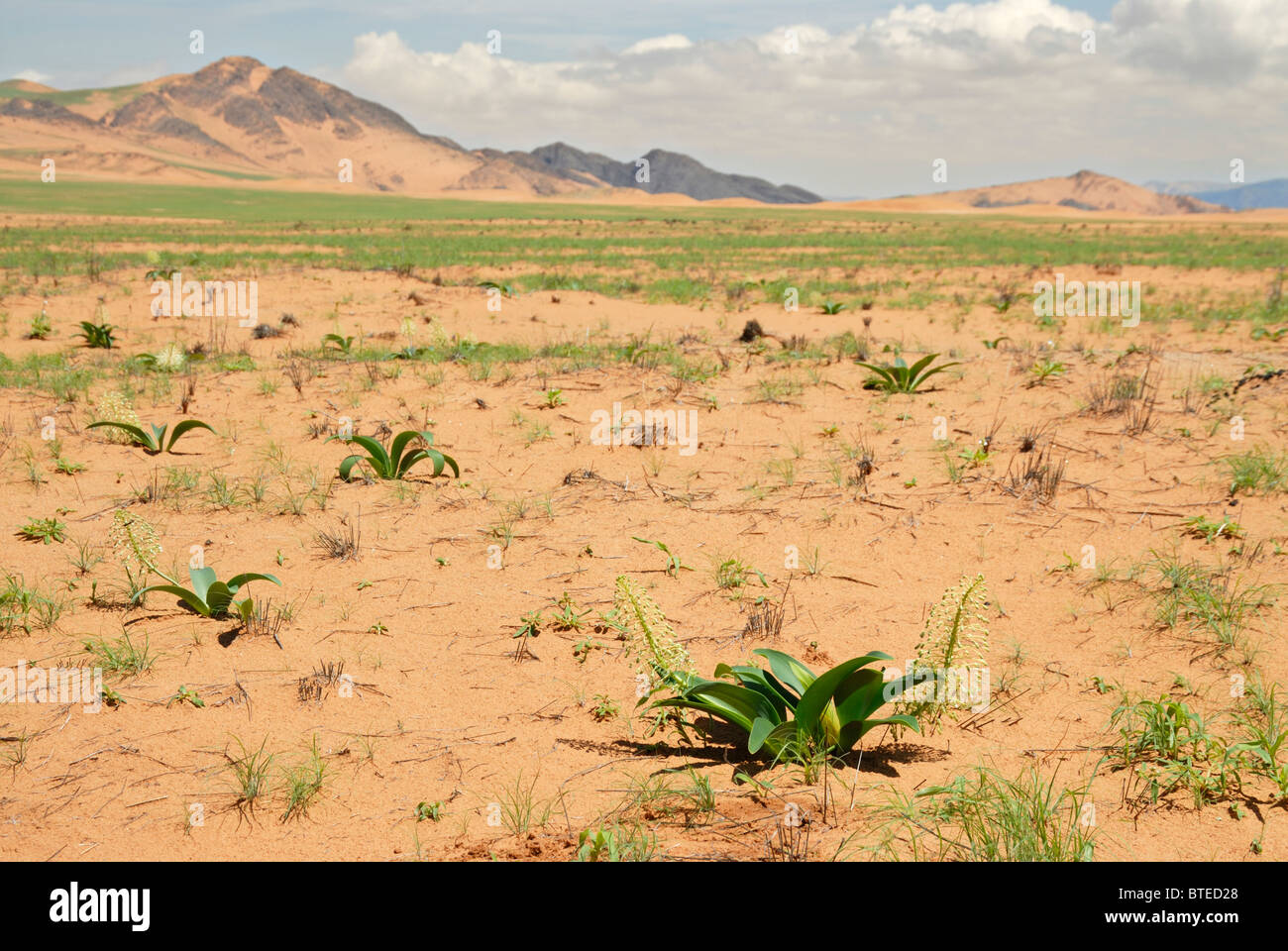 Sandy Plains High Resolution Stock Photography and Images Alamy