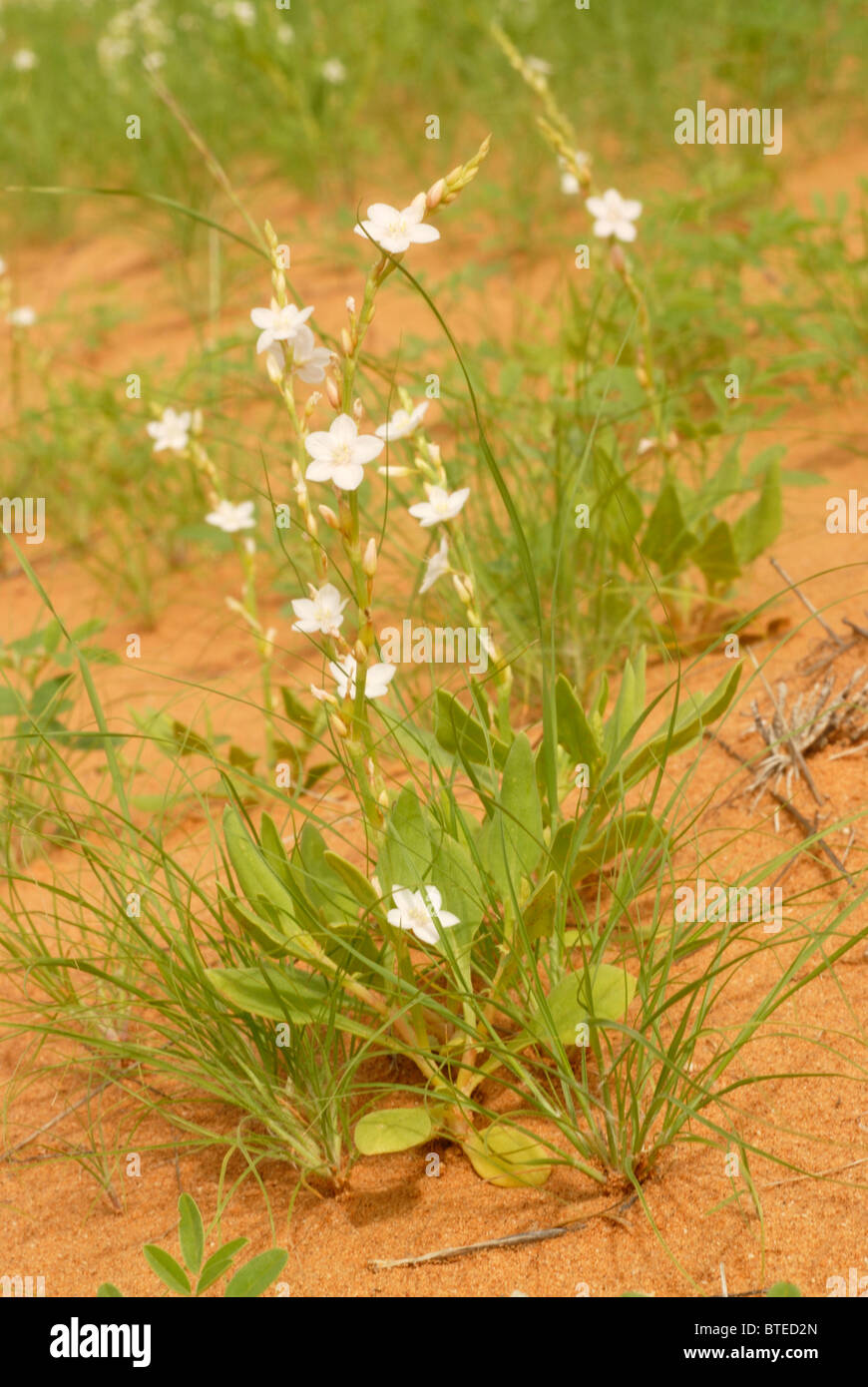 Pale mauve flowers Stock Photo