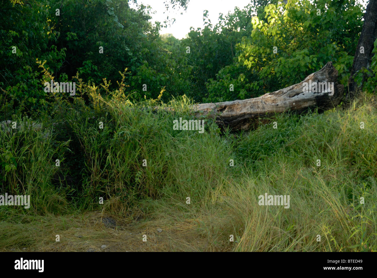 Leopard lair site amongst thick tall grass and under a fallen log Stock Photo