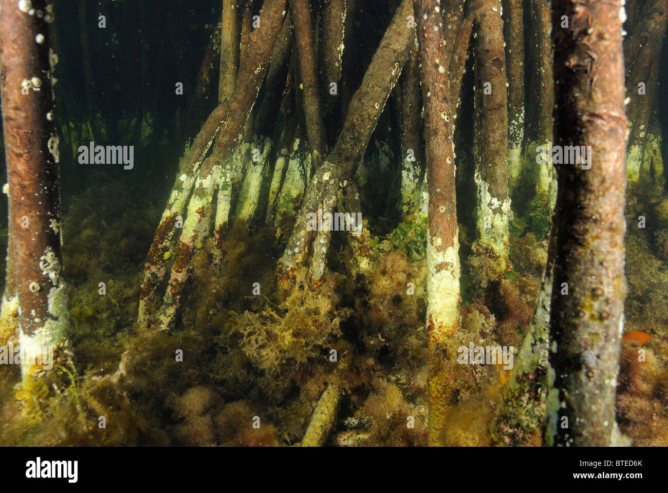 Red mangrove trees in Key Largo, Gulf of Mexico, Florida, USA Stock Photo