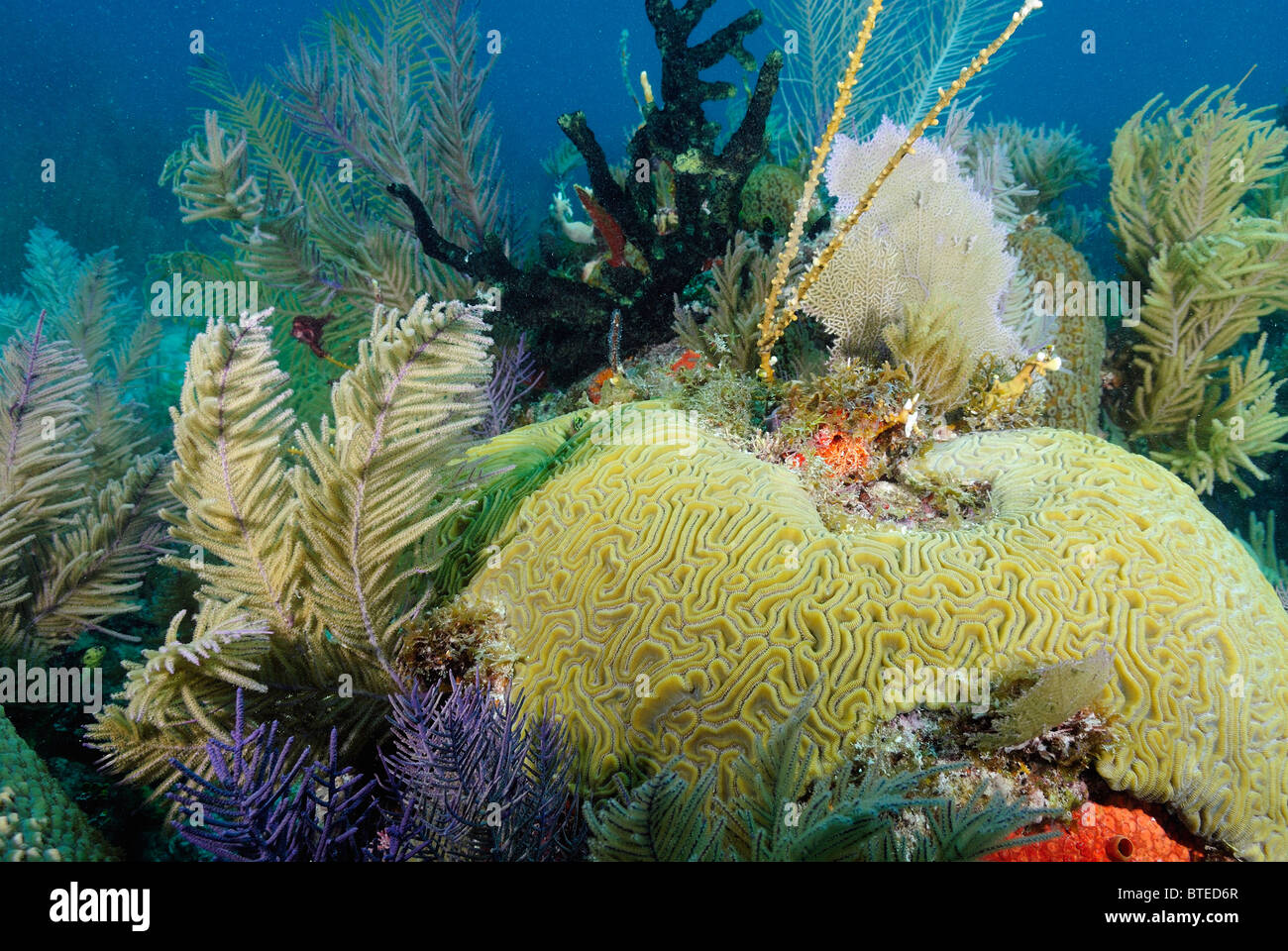 Coral reef off Key Largo coast, Florida, USA Stock Photo - Alamy