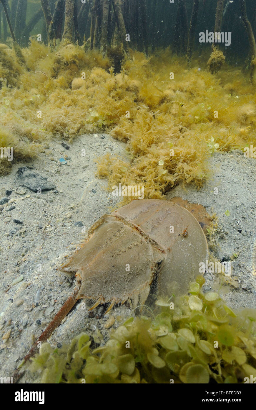 Horseshoe crab off  Key Largo, Gulf of Mexico, Florida, USA Stock Photo