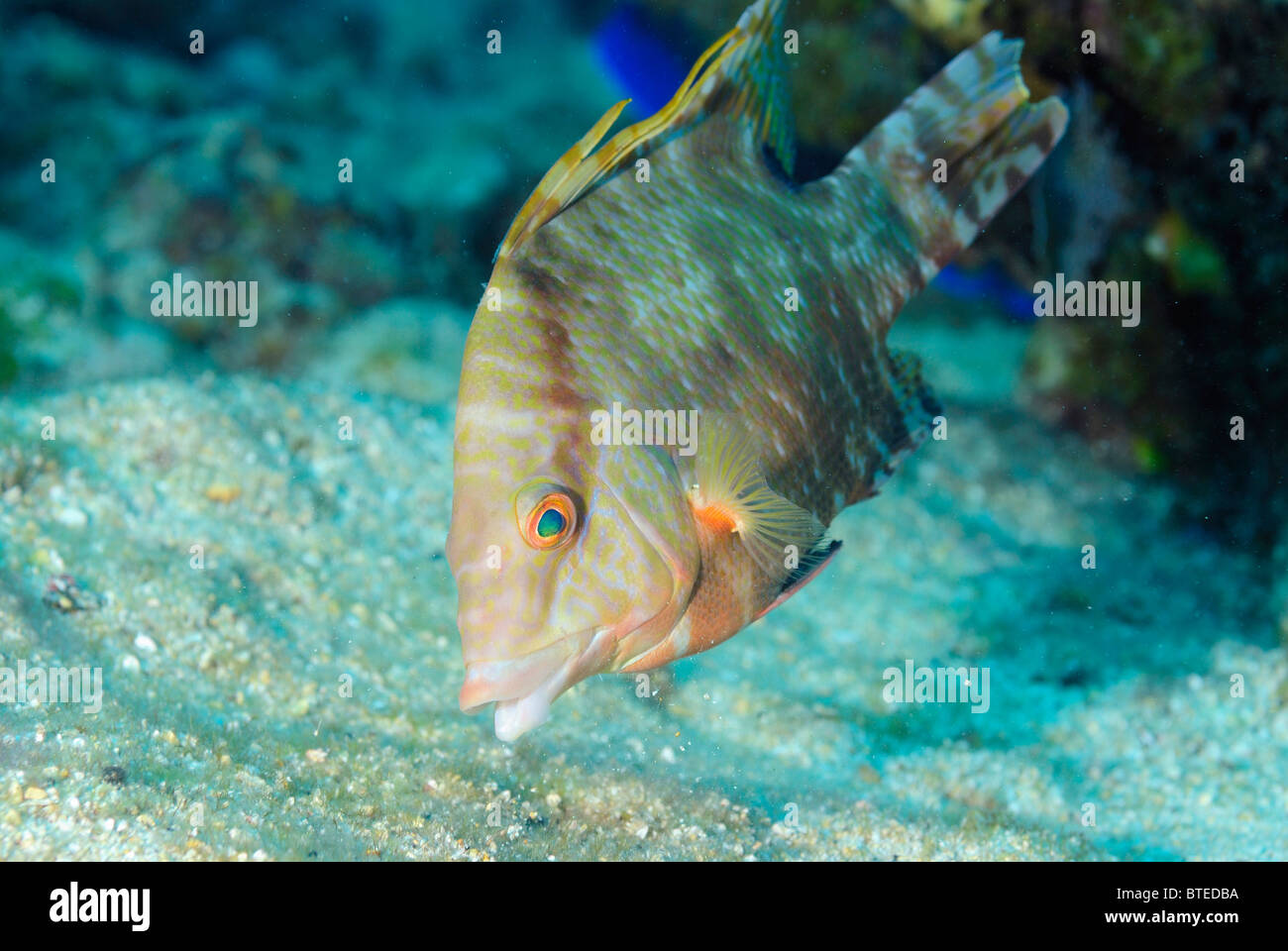 Juvenile hogfish off Key Largo coast, Florida, USA Stock Photo