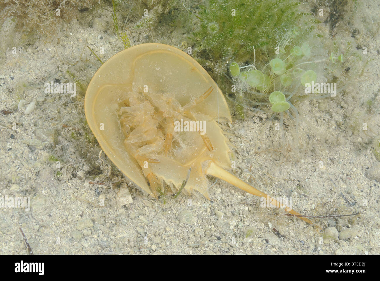 Horseshoe crab off  Key Largo, Gulf of Mexico, Florida, USA Stock Photo