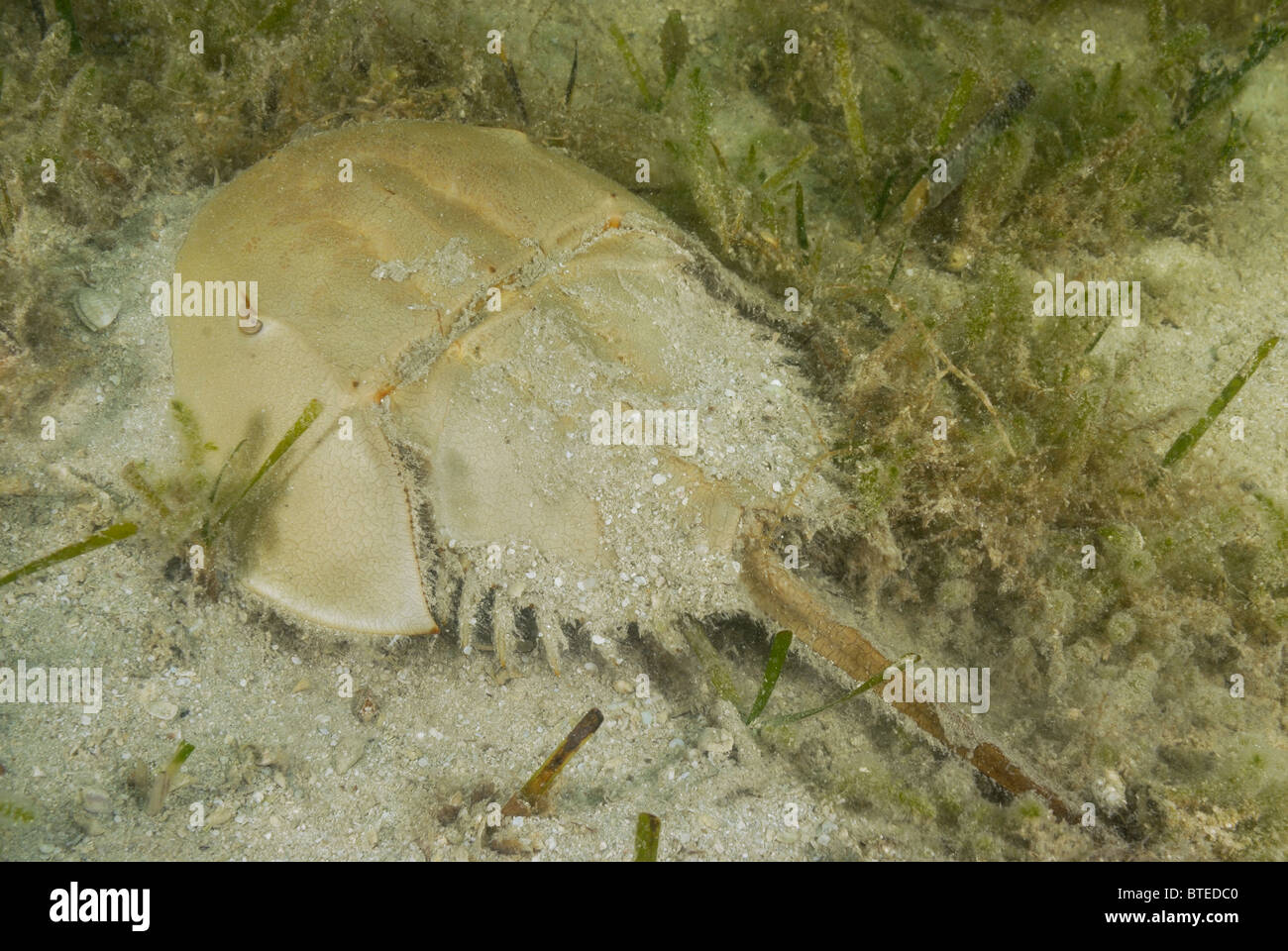 Horseshoe crab off Key Largo, Gulf of Mexico, Florida, USA Stock Photo
