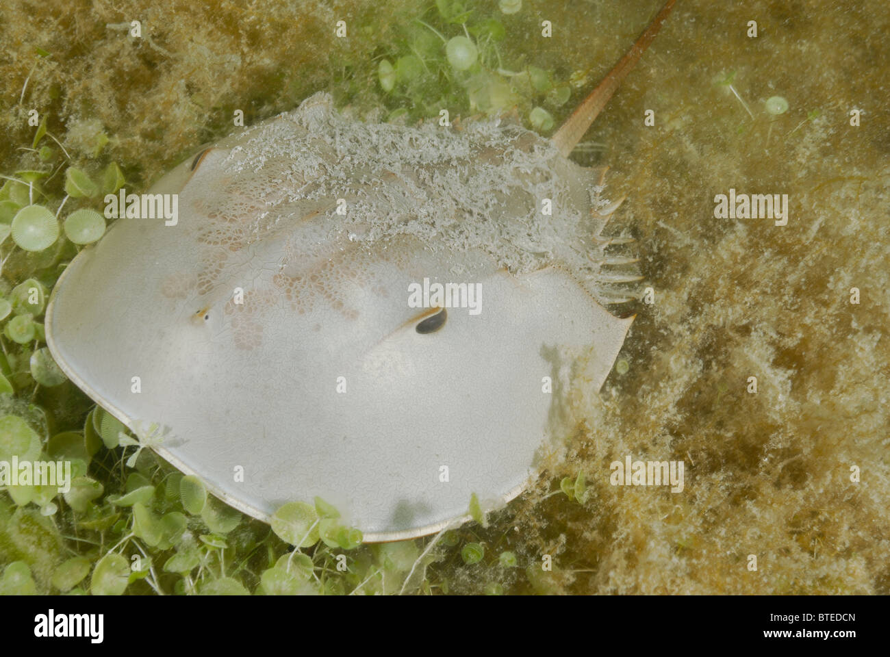 Horseshoe crab off  Key Largo, Gulf of Mexico, Florida, USA Stock Photo