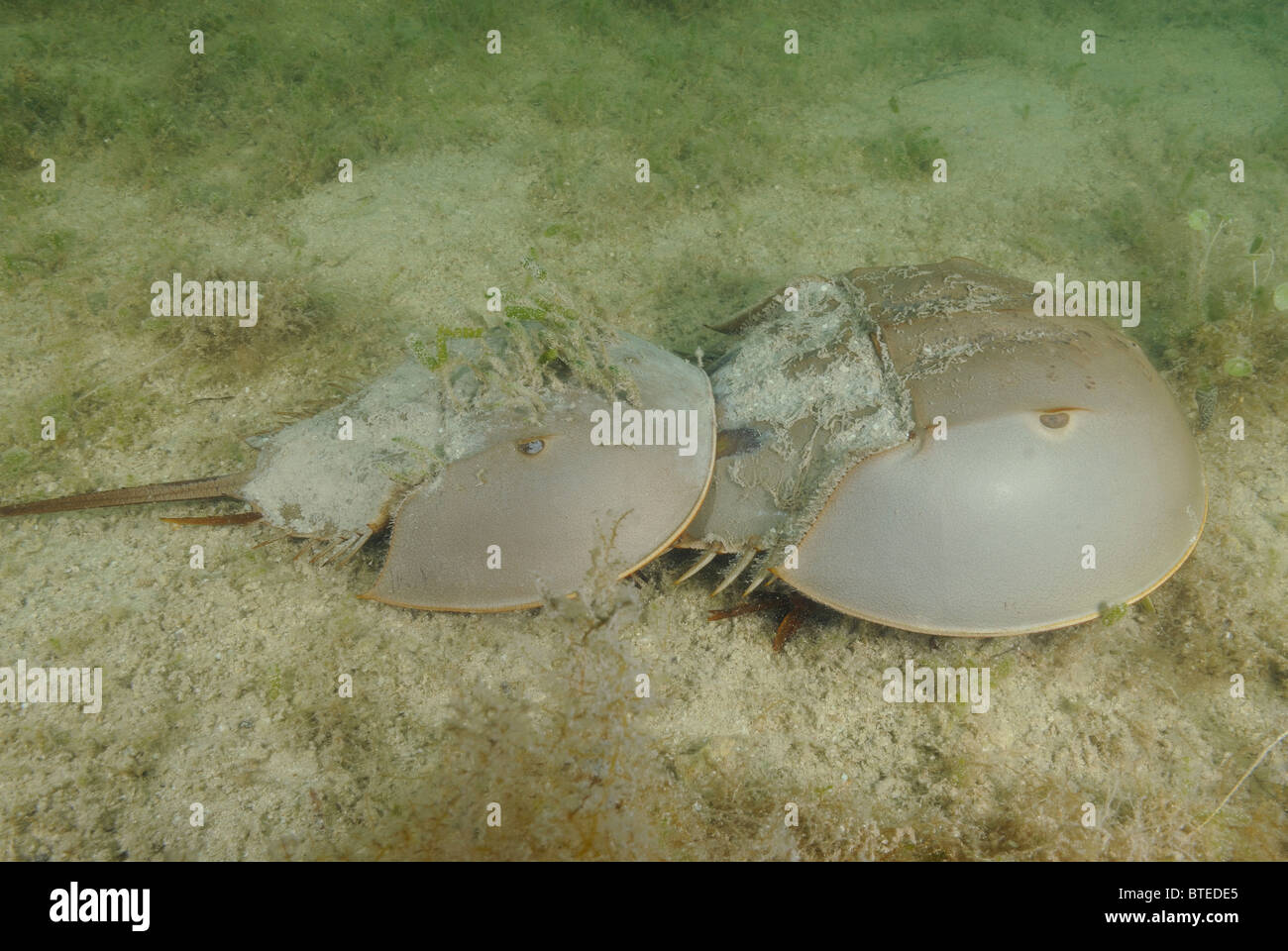 Horseshoe crabs off  Key Largo, Gulf of Mexico, Florida, USA Stock Photo