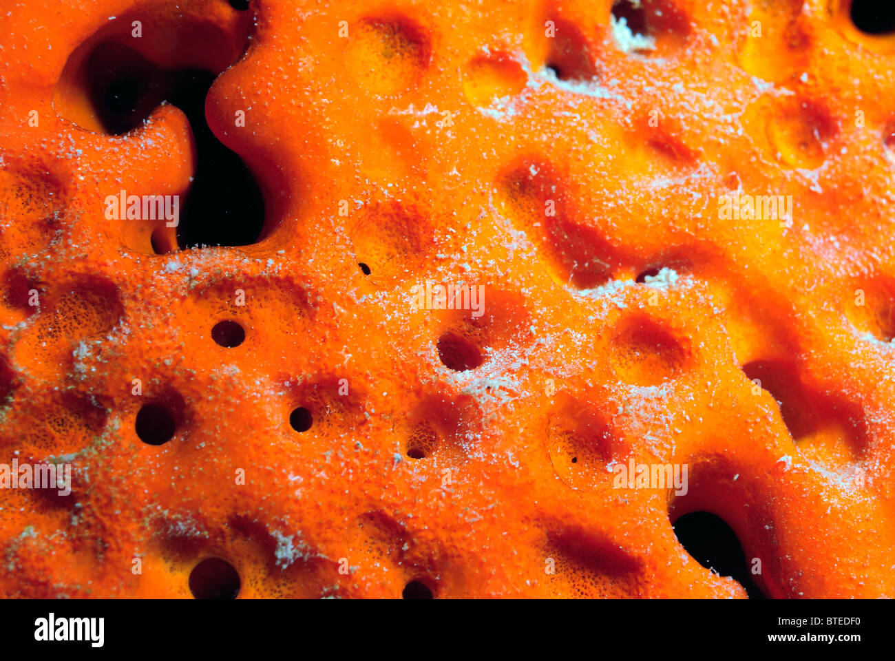 Orange elephant ear sponge off Key Largo coast, Florida, USA Stock