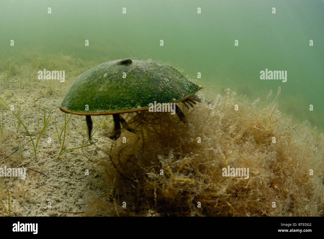 Horseshoe crab hires stock photography and images Alamy