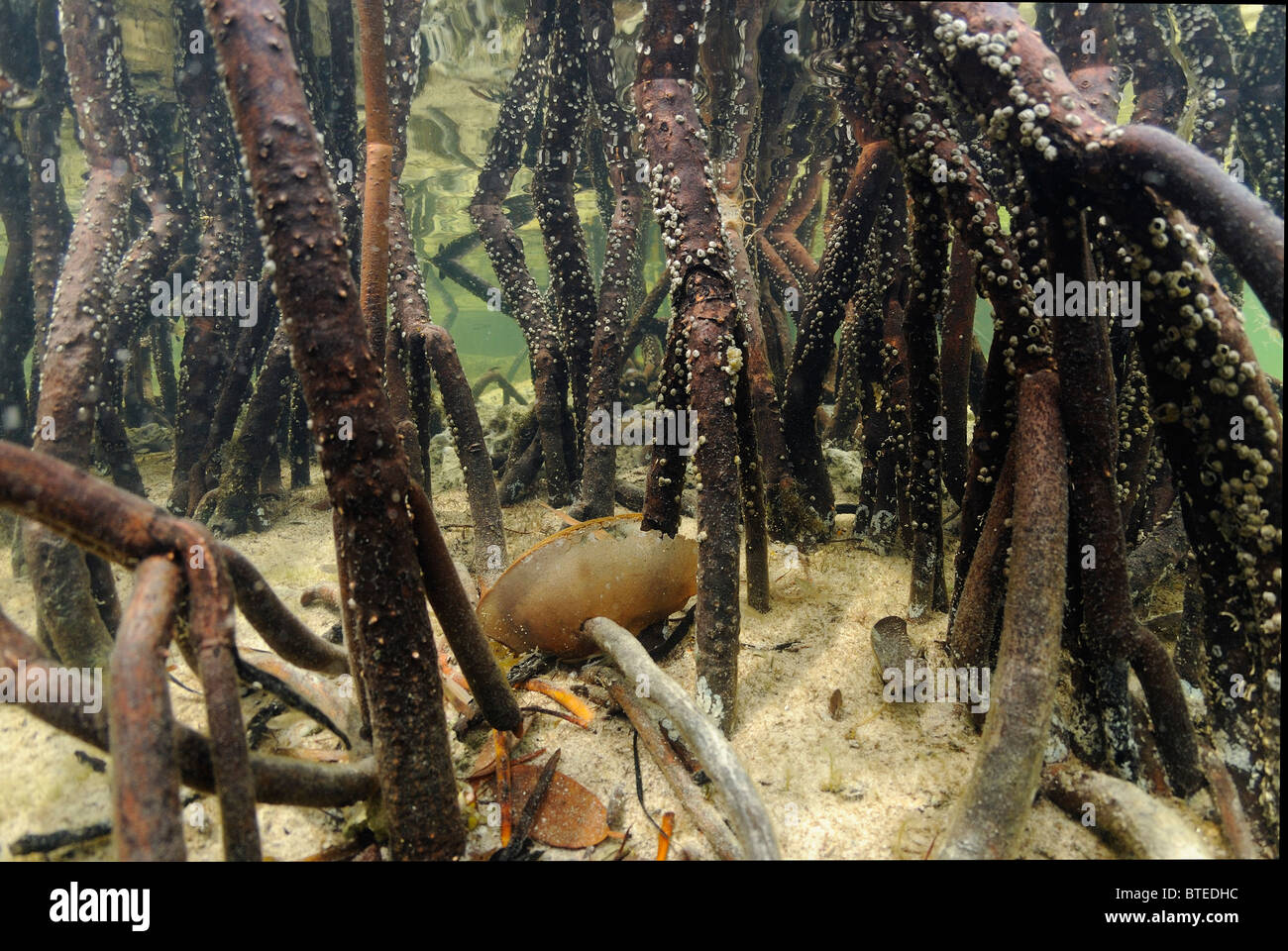 Red mangrove trees in Key Largo, Gulf of Mexico, Florida, USA Stock Photo