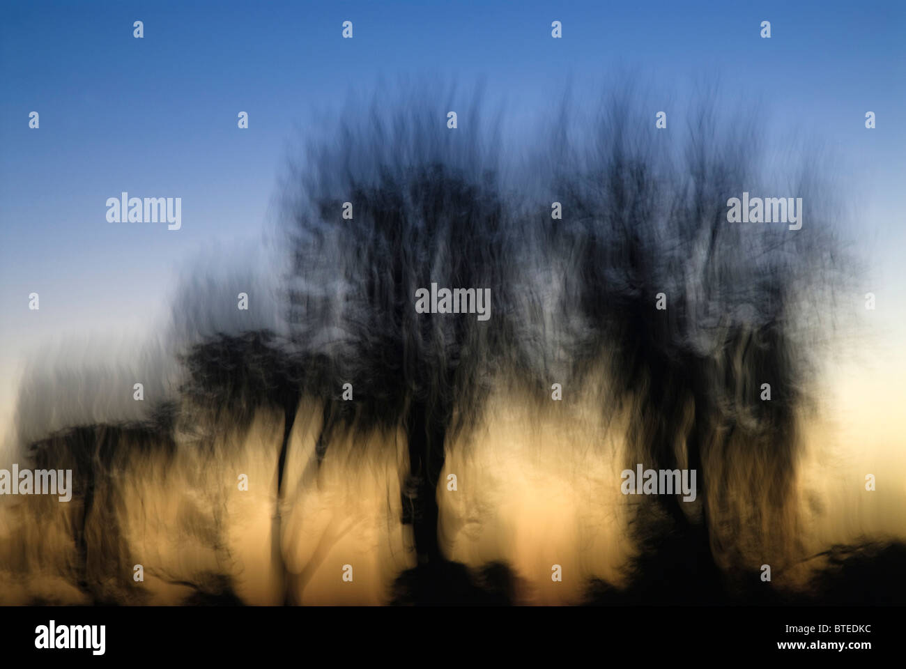 Abstract image of trees on the skyline at dusk Stock Photo