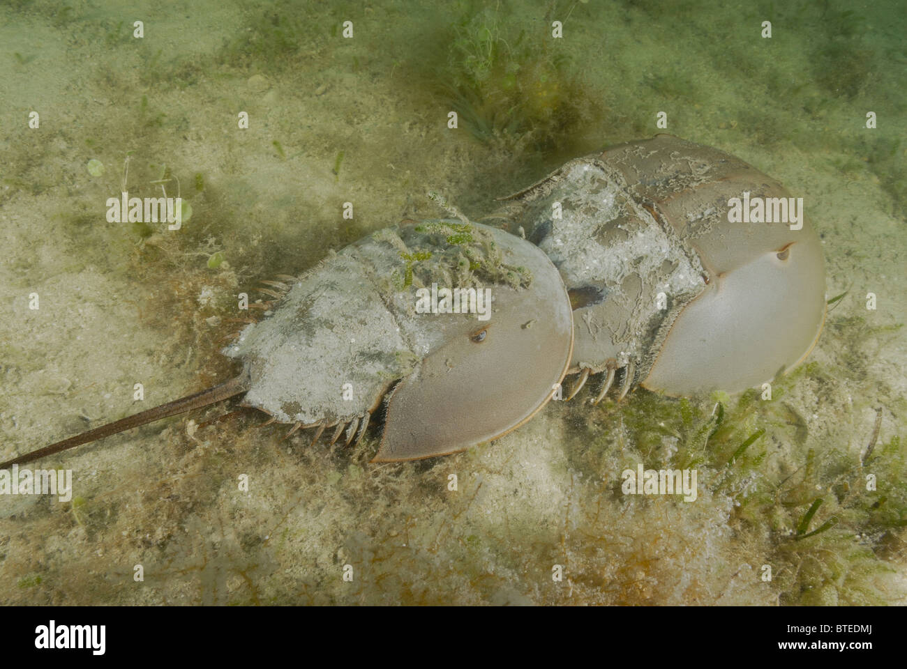 Horseshoe crabs off  Key Largo, Gulf of Mexico, Florida, USA Stock Photo
