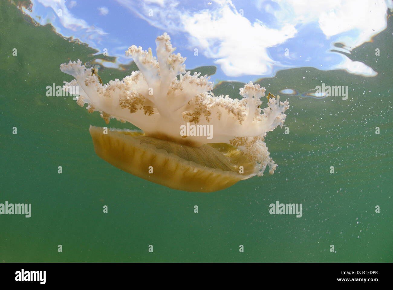 Mangrove upsidedown jelly fish off  Key Largo, Gulf of Mexico, Florida, USA Stock Photo