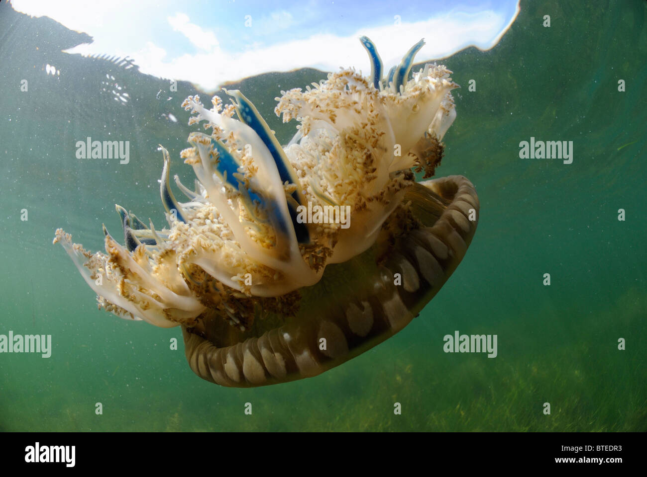 Jellyfish Florida Keys