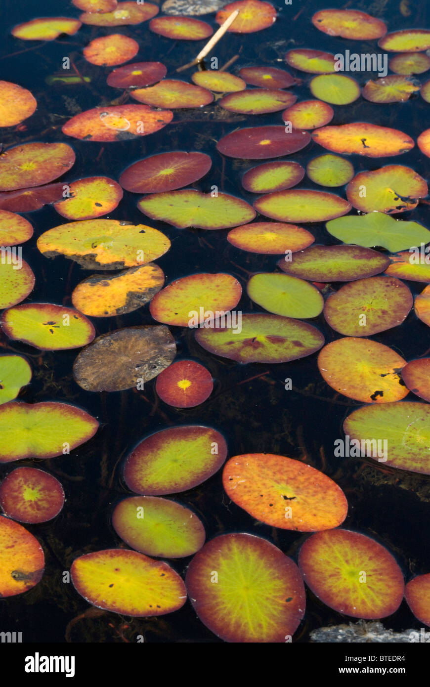 Water lilies floating in water Stock Photo Alamy