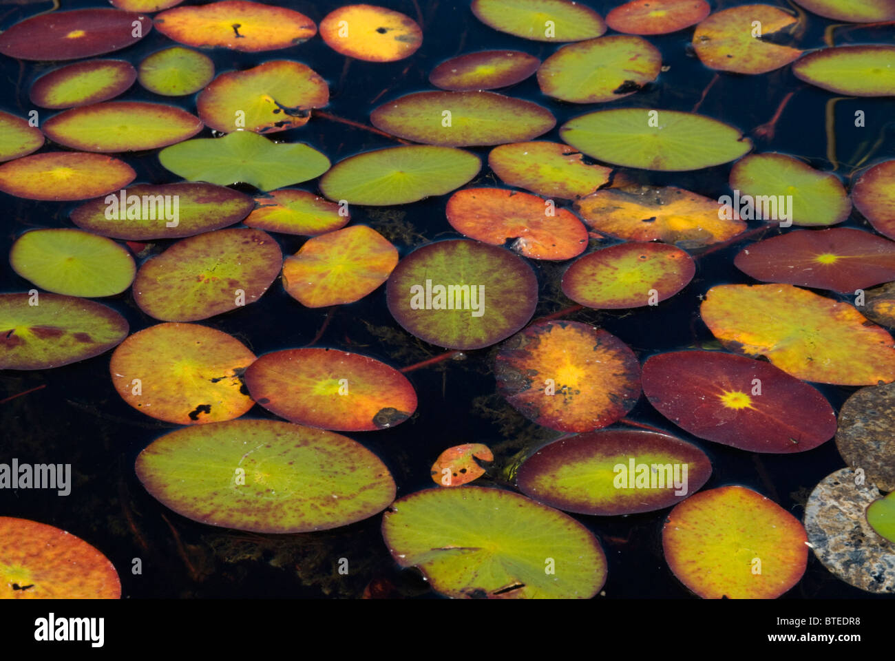 Lilies in water hires stock photography and images Alamy