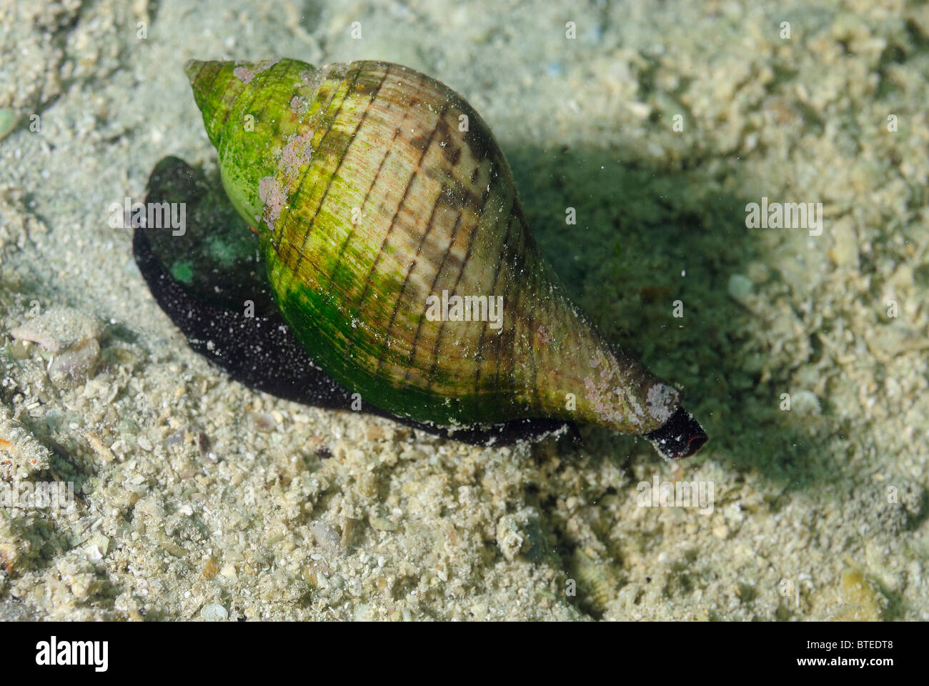 True tulip gastropod off  Key Largo, Gulf of Mexico, Florida, USA Stock Photo