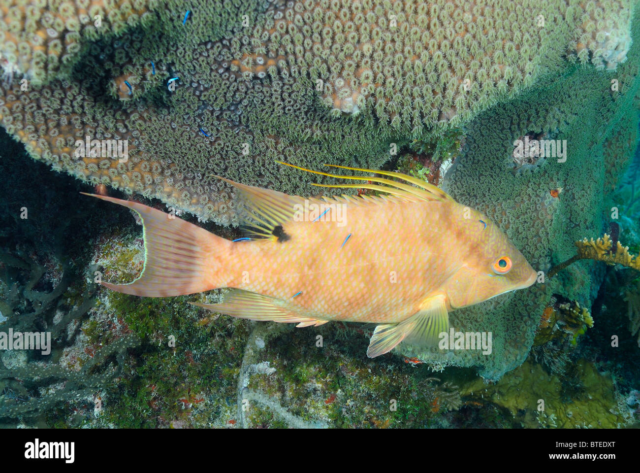 Juvenile hogfish off Key Largo coast, Florida, USA Stock Photo