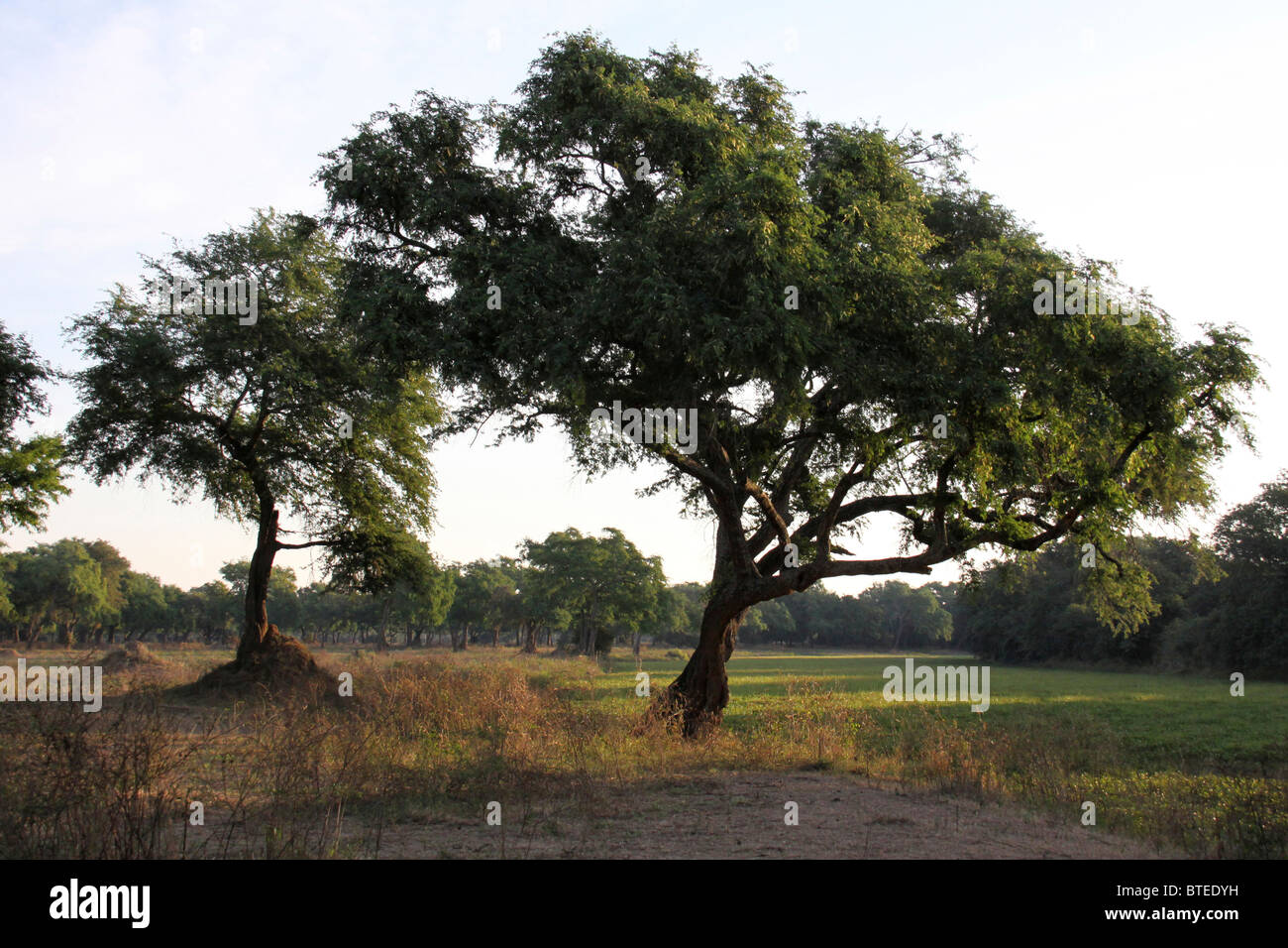 A leaning acacia tree on the edge of a seasonal pan covered with water hyacinth Stock Photo