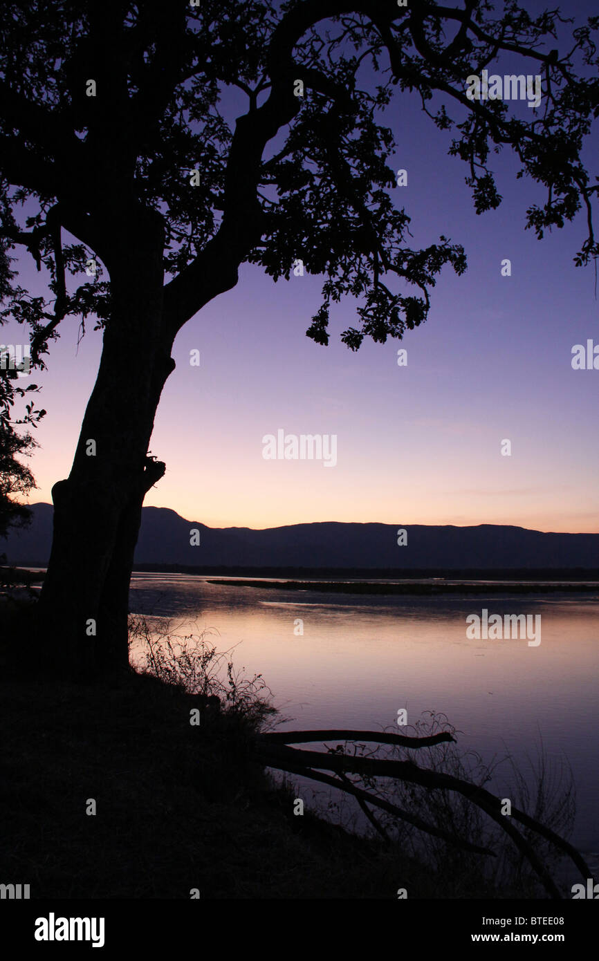 A tree on a river bank at sunset Stock Photo - Alamy
