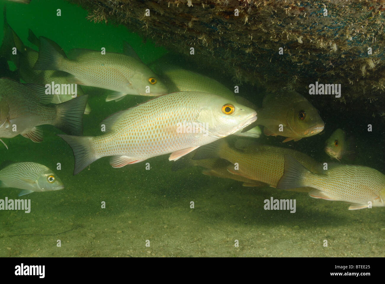 School of mangrove snappers off  Key Largo, Gulf of Mexico, Florida, USA Stock Photo