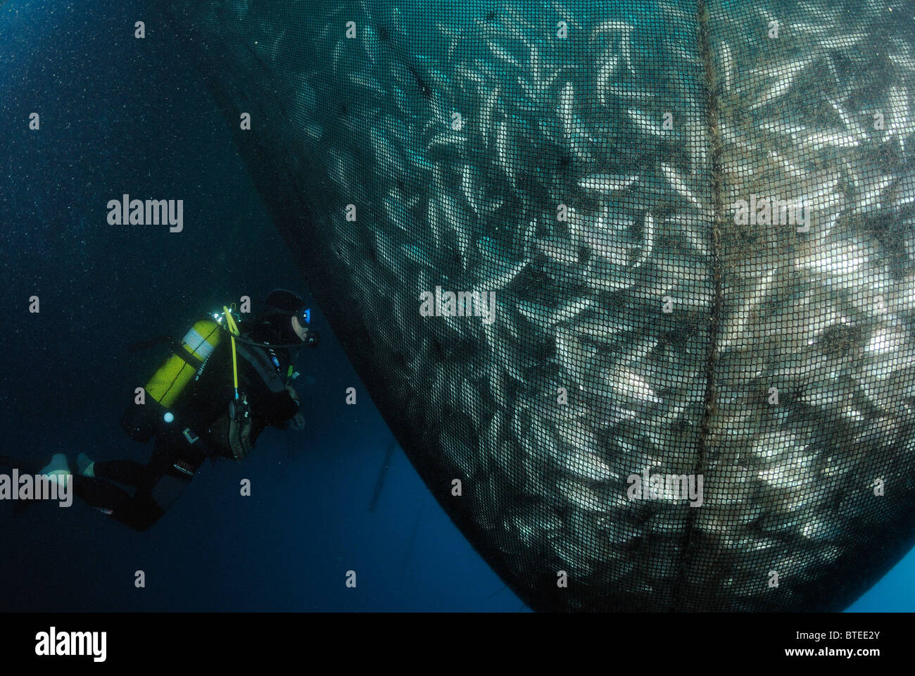 Scuba diver inspecting a net full of farmed fish in the Mediterranean