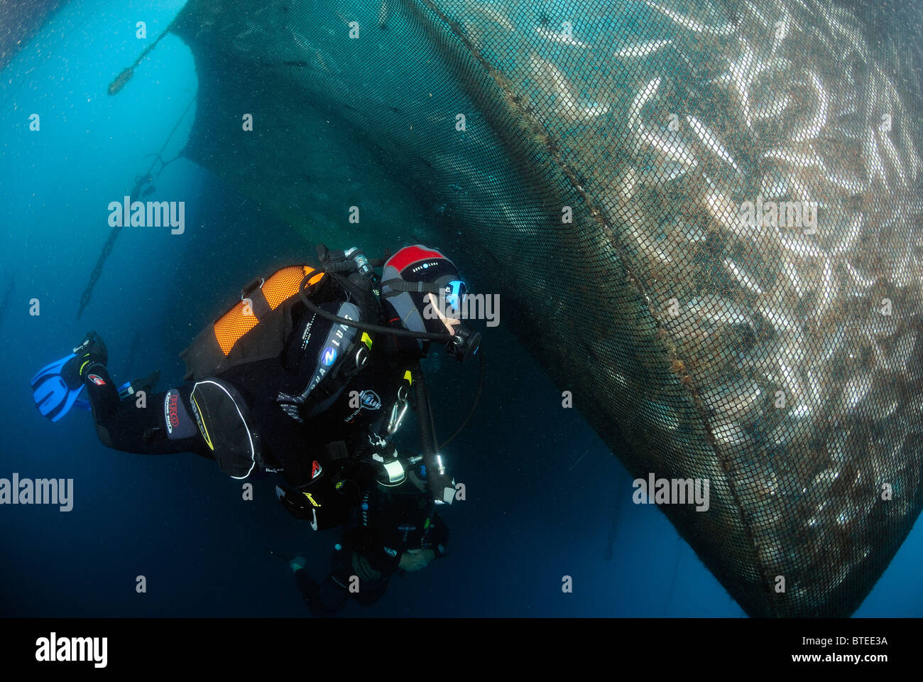 Scuba diver inspecting a net full of farmed fish in the Mediterranean