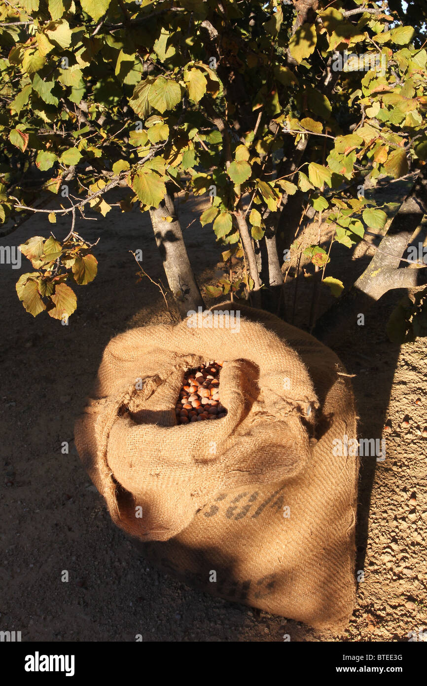 Sack full of hazelnuts that have been harvested from a hazelnut tree in