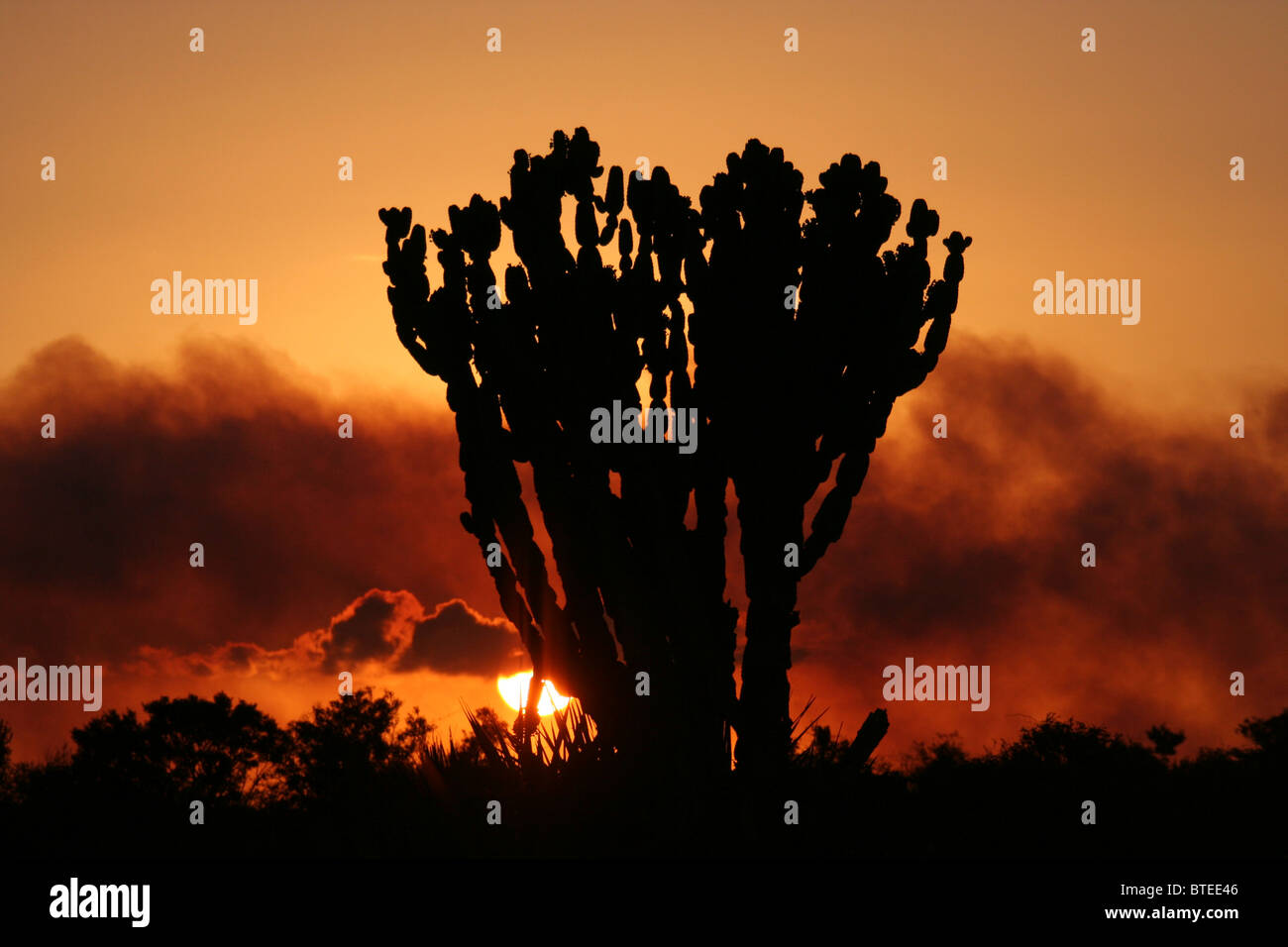 Euphorbia silhouetted at sunset with smoke from bushfire in the background Stock Photo