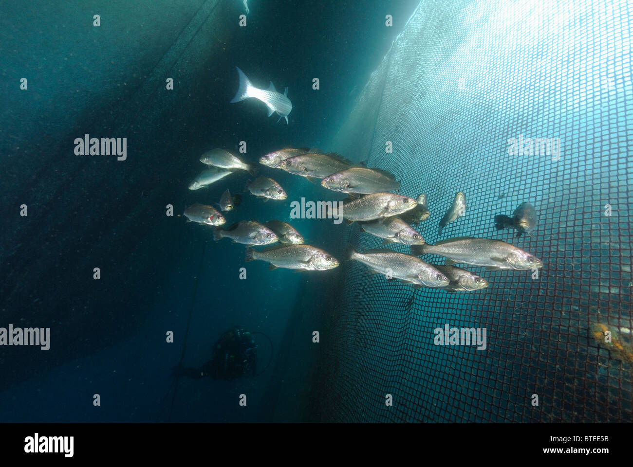 Salmonbass fish around a net in the Mediterranean Sea Stock Photo Alamy