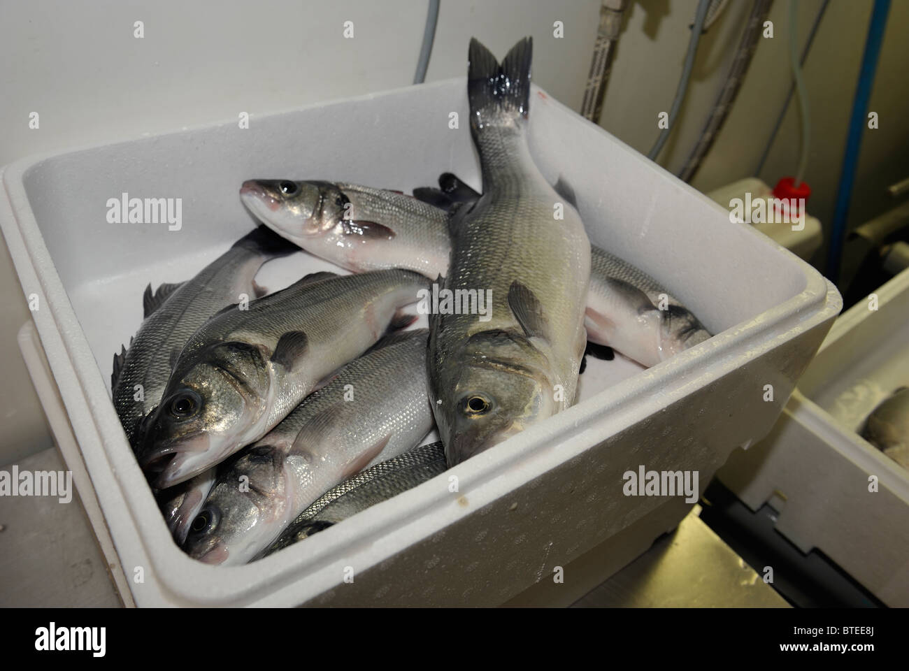 Polystyrene box full of farmed fish for sale Stock Photo