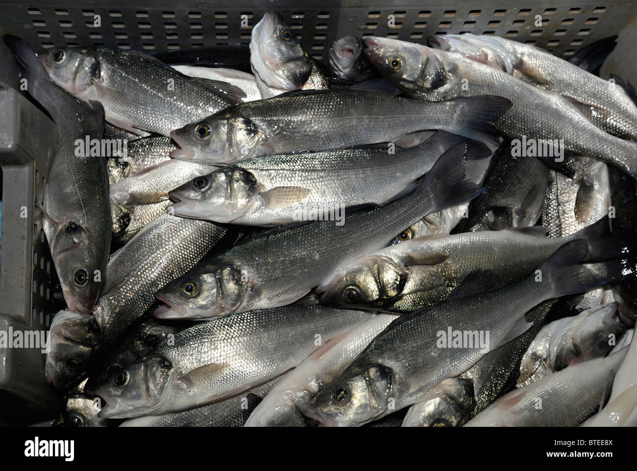 Box full of farmed fish for sale Stock Photo