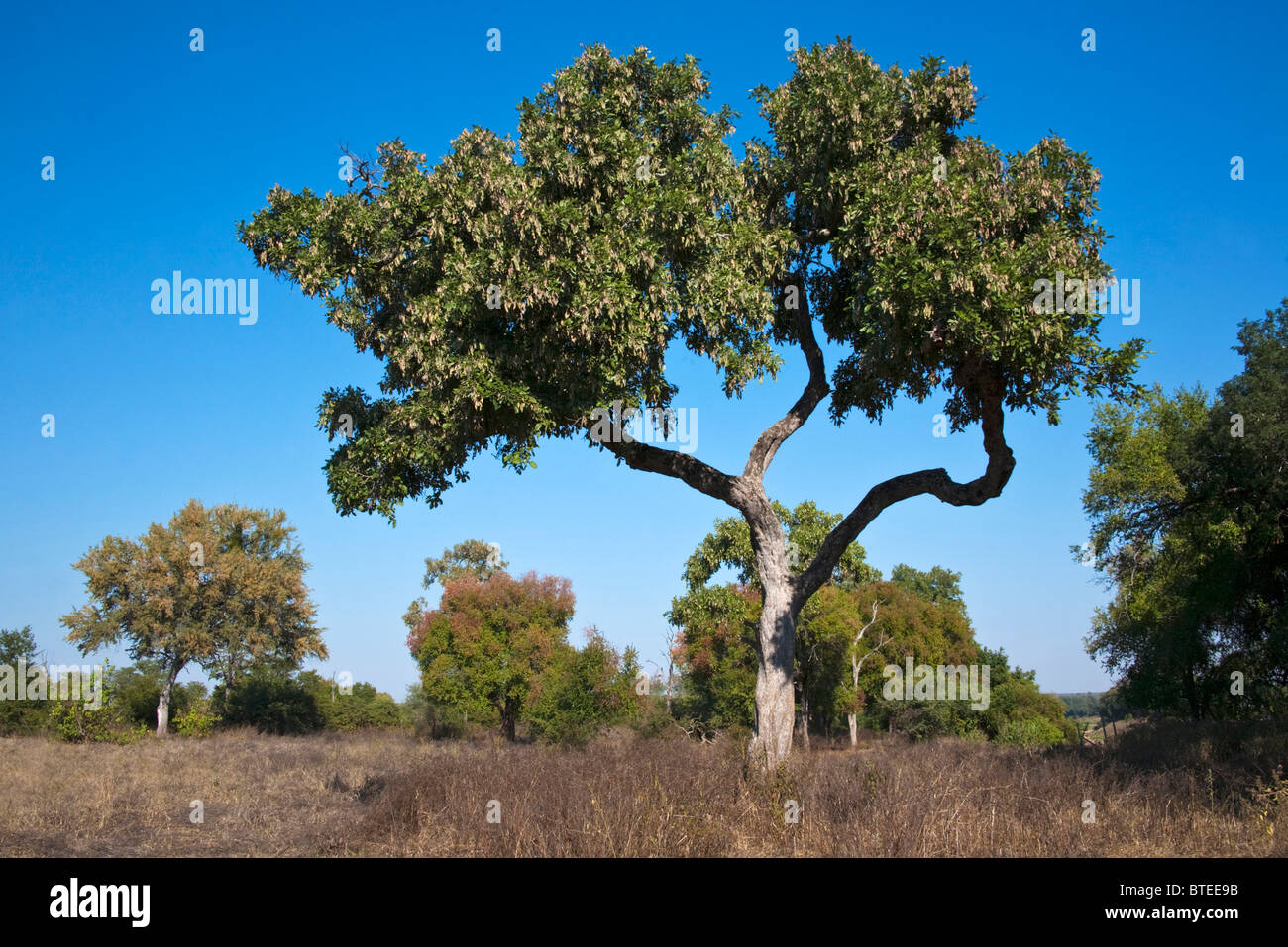Lonchocarpus capassa (Rain tree) in a dry Gonarhezou savanna Stock Photo
