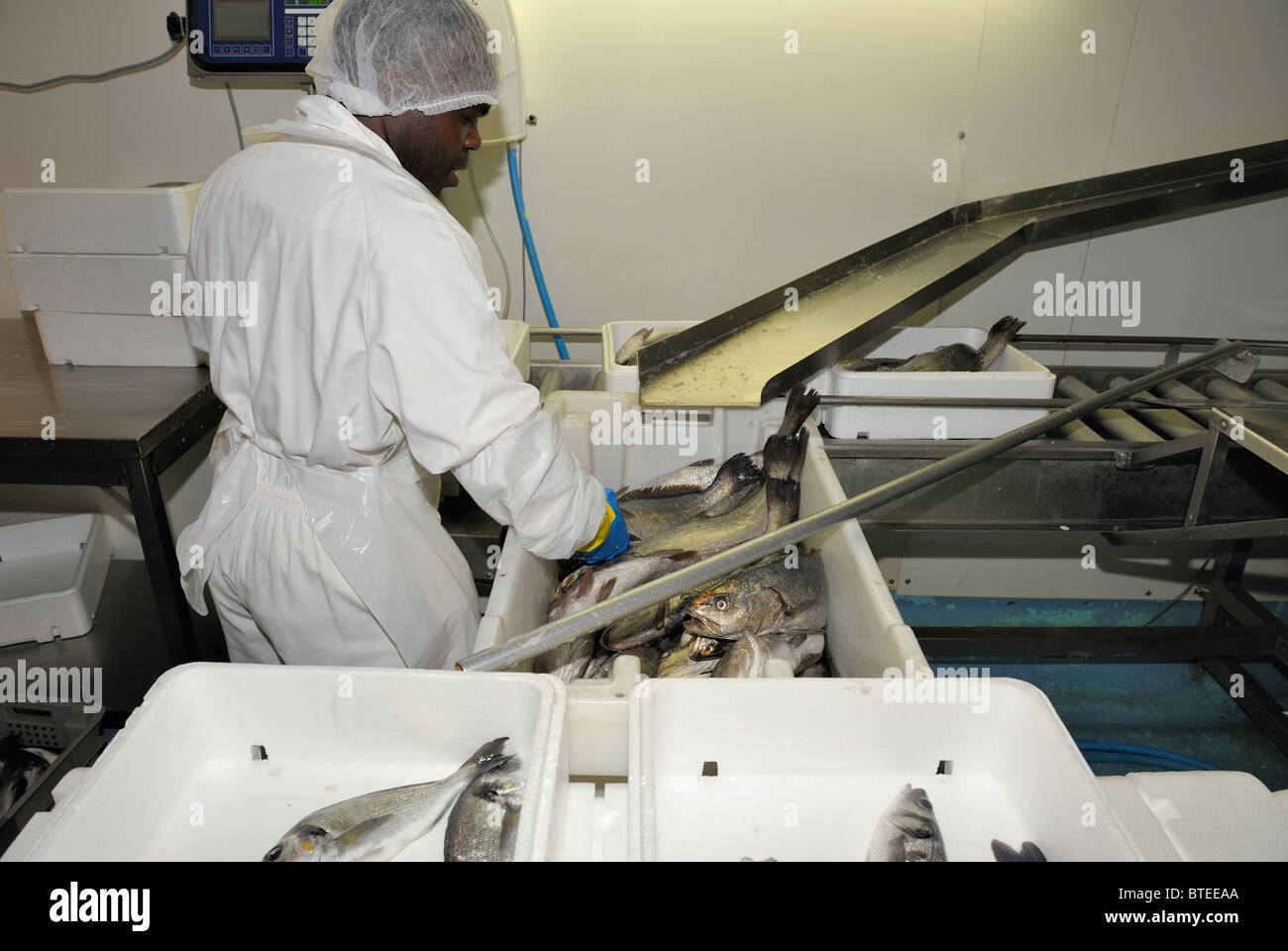 man-selecting-fish-to-put-them-in-boxes-for-sale-stock-photo-alamy