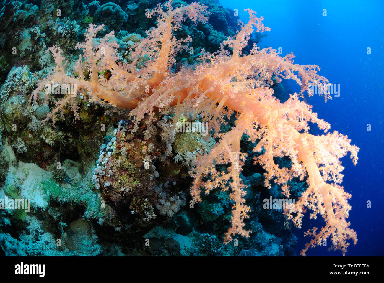 Soft coral colony, Scientific name Dendronephthya sp., off Safaga coast, Red Sea, Egypt, Stock Photo