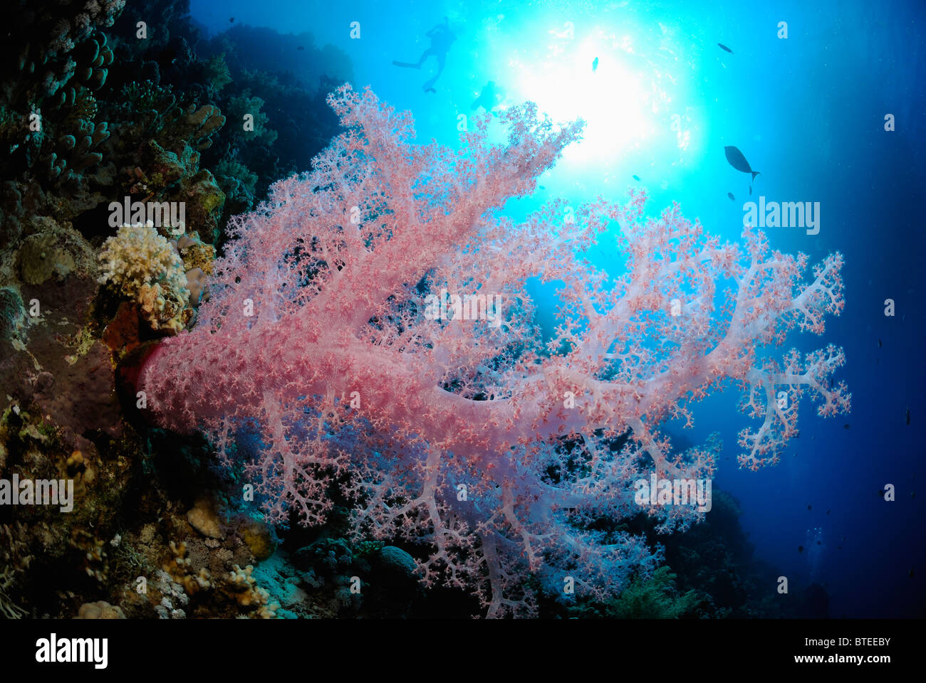 Soft coral colony, Scientific name Dendronephthya sp., off Safaga coast, Red Sea, Egypt, Stock Photo