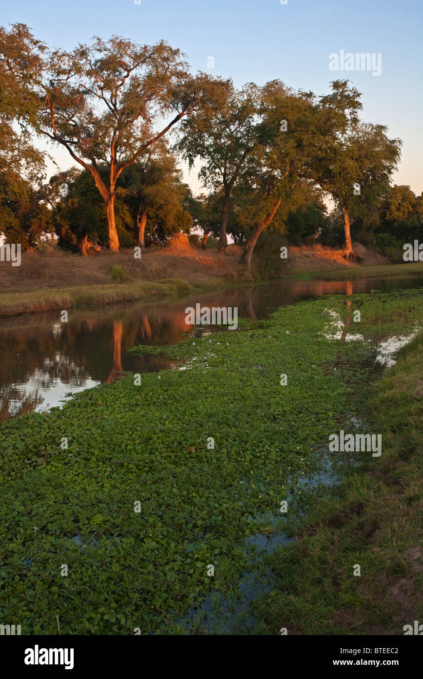 A tree-lined pool on a tributary to the Zambezi River at sunset Stock Photo
