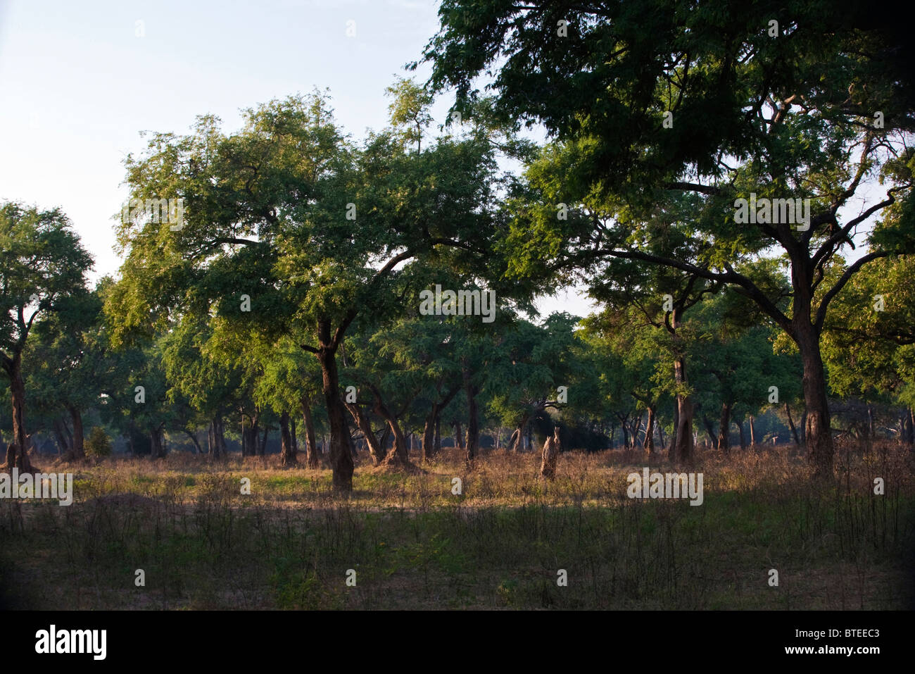 Feidherbia albida forest on the banks of the Zambezi river in Mana Pools National Park Stock Photo