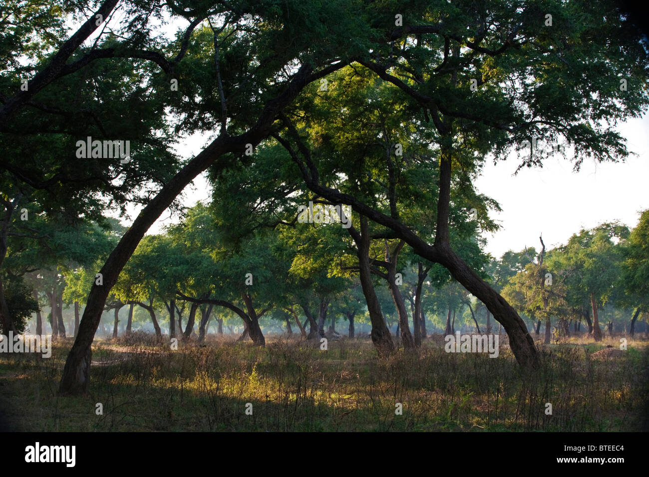 Feidherbia albida forest on the banks of the Zambezi river in Mana Pools National Park Stock Photo