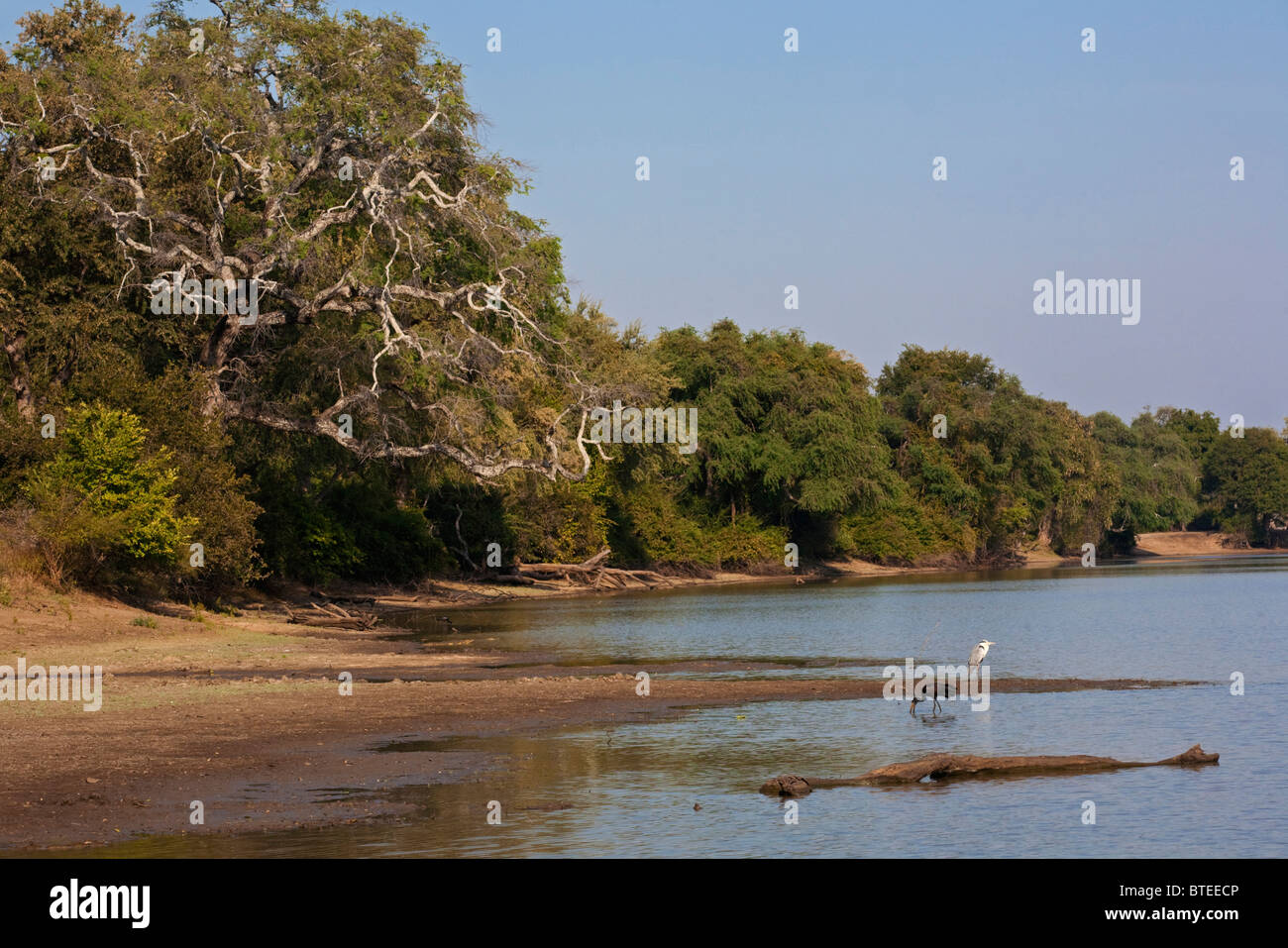 Scenic view of long pools at Mana Pools with a dense woodland grey heron and open bill stork Stock Photo