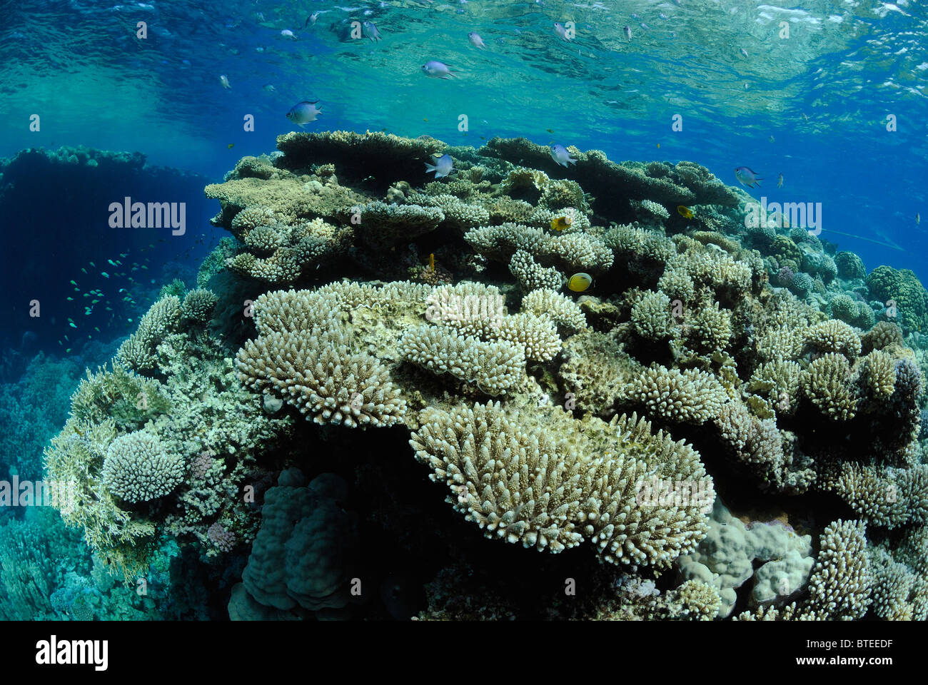 Coral reef in the Red Sea, off Safaga, Egypt. Stock Photo