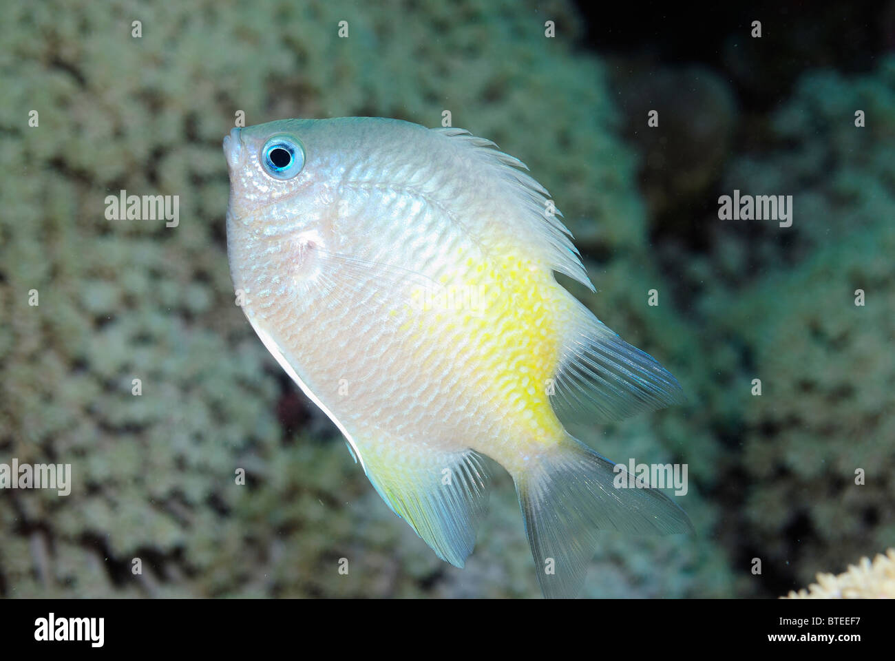 scaly chromis in the Red Sea, off Safaga, Egypt Stock Photo