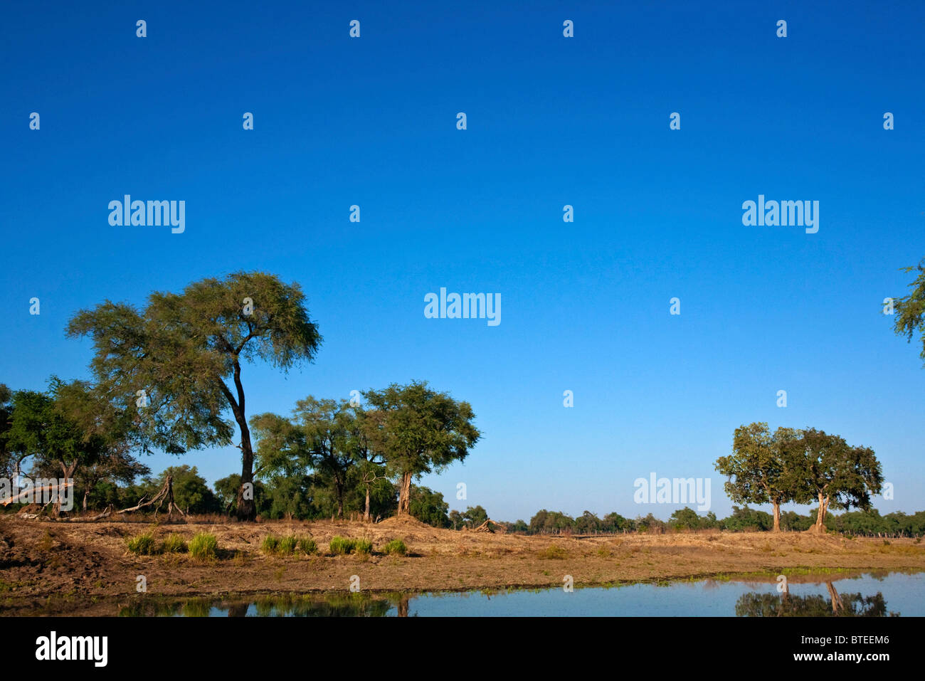 Bushveld scene showing a seasonal pan and distant Albida trees Stock Photo