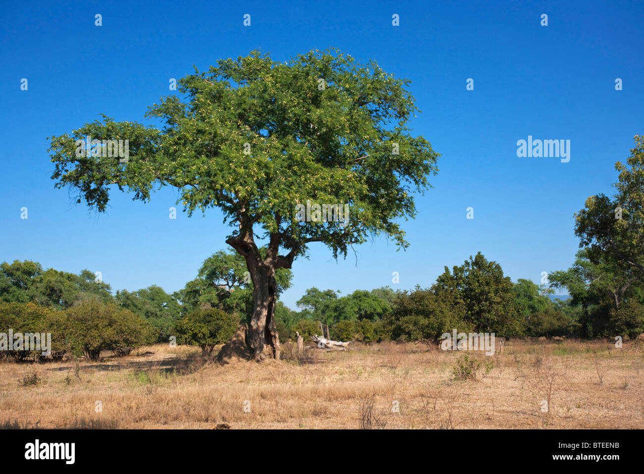 A dry woodland savanna with a large lone Acacia tree Stock Photo