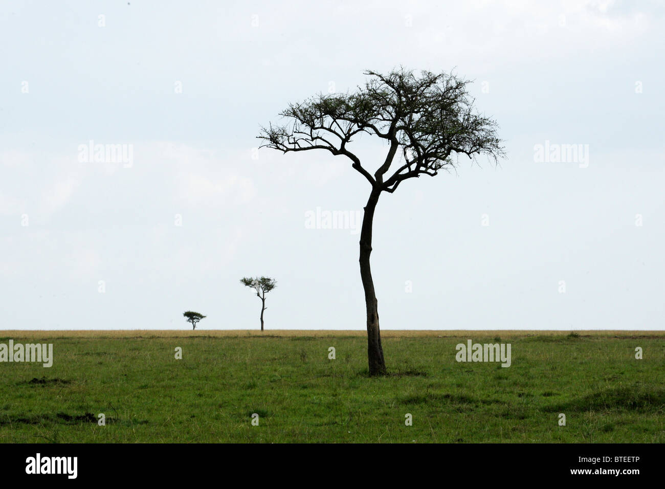 Scenic view of  a vast grassland with a lone tree on the short grass plains of the Mara Stock Photo