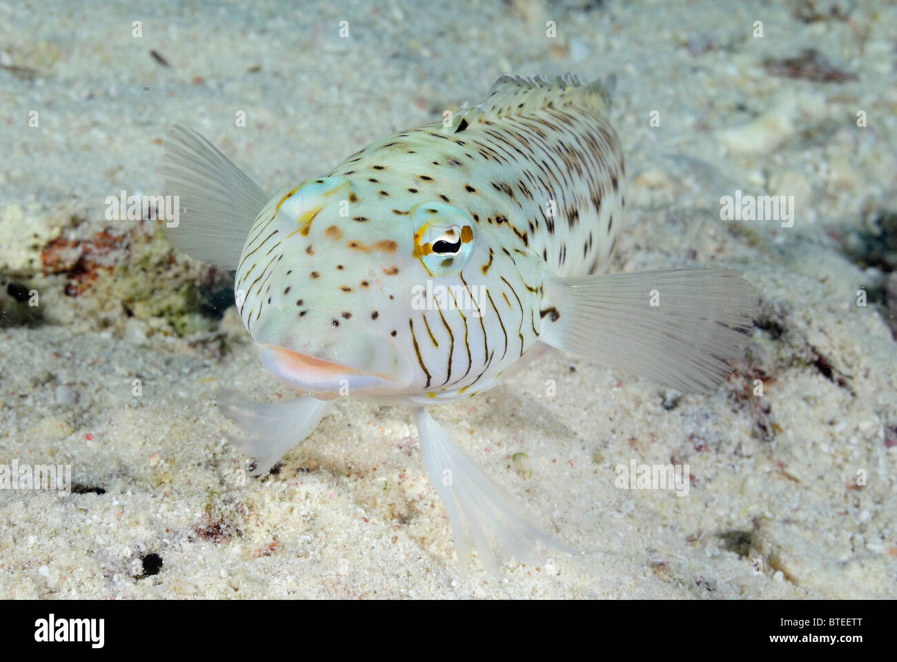 Speckled sandperch fish on the sand in the Red Sea. Stock Photo